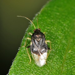 Pycnoderes