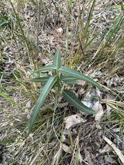 False asphodel (Leichardtia)