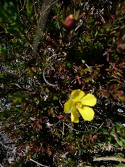 Hibbertia procumbens