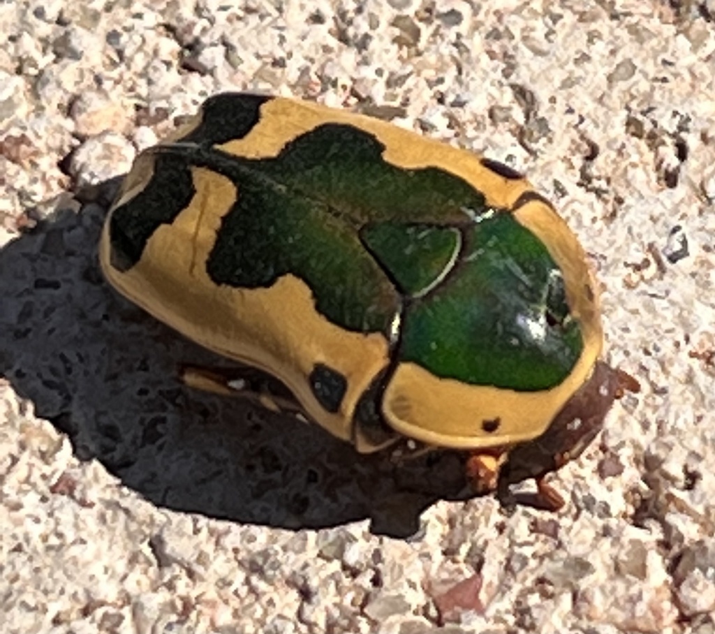 Cétoine des fleurs d'Afrique australe (Pachnoda sinuata)