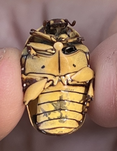 Garden Fruit Chafer photo 5