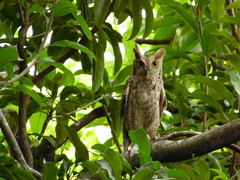 Megascops guatemalae