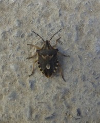 Codophila varia