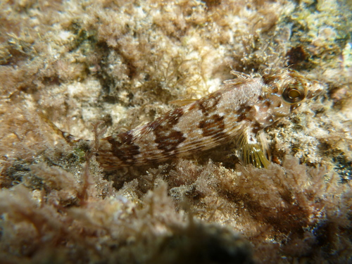 Redside blenny (Malacoctenus hubbsi) — Labrisomidae — 5