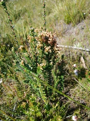 Epacris curtisiae