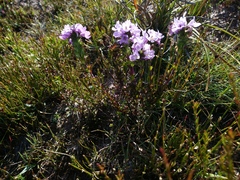 Euphrasia gibbsiae kingii