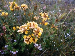 Oxylobium arborescens