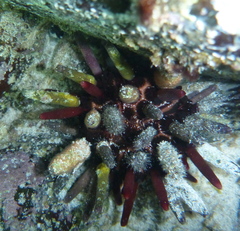 Eucidaris thouarsii