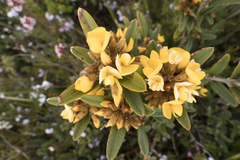 Oxylobium arborescens