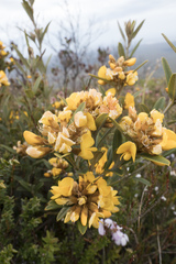 Oxylobium arborescens