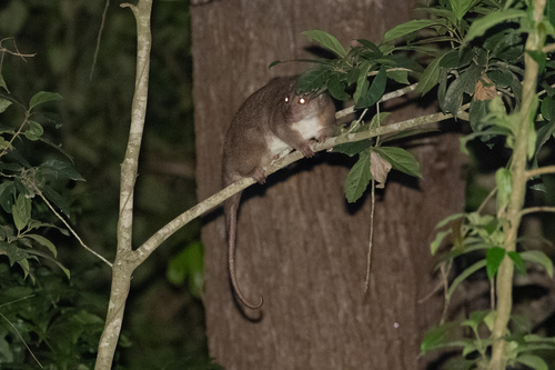 Southern Common Cuscus