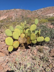 Opuntia comonduensis