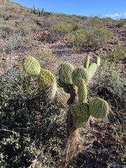 Opuntia comonduensis