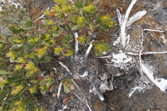 Eucalyptus vernicosa