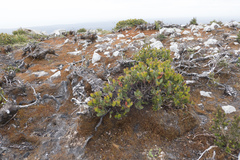 Eucalyptus vernicosa