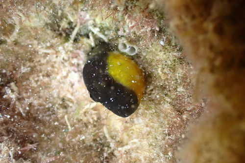 Caneva's Blenny photographed in Monaco