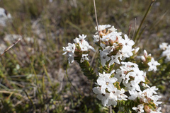 Epacris curtisiae