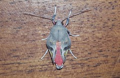 Bertholdia detracta