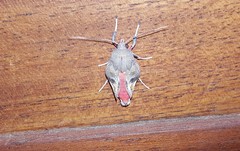 Bertholdia detracta