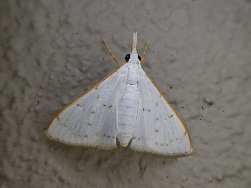 Cirrhochrista punctulata