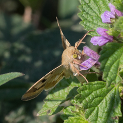 Heliothis adaucta