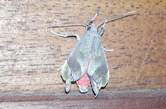 Bertholdia detracta