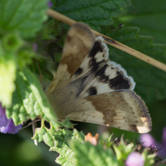 Heliothis adaucta