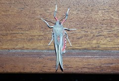 Bertholdia detracta