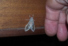 Bertholdia detracta