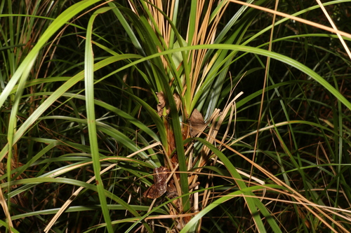 Image of Gahnia clarkei by (c) Greg Tasney, some rights reserved (CC BY-SA)