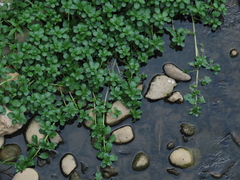 Ludwigia × taiwanensis, photograph chiuluan, CC BY, iNaturalist via GBIF