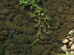 Ludwigia × taiwanensis, photograph chiuluan, CC BY, iNaturalist via GBIF