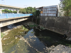 Ludwigia × taiwanensis, photograph chiuluan, CC BY, iNaturalist via GBIF