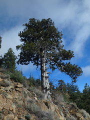 Juniperus foetidissima
