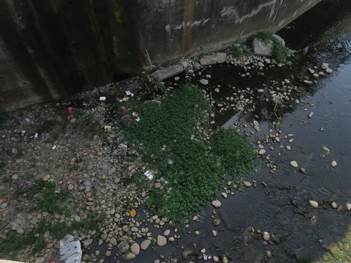 Ludwigia × taiwanensis, photograph 5