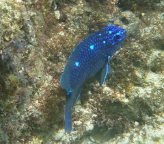 Microspathodon dorsalis