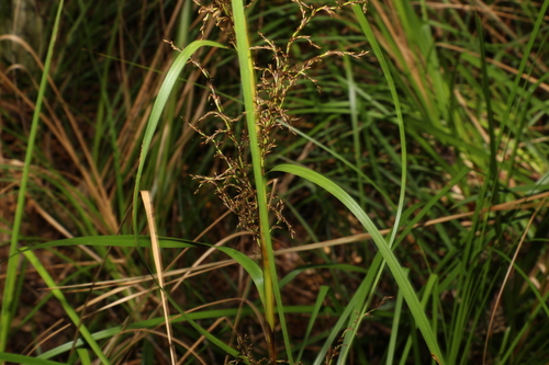 Image of Gahnia clarkei by (c) Greg Tasney, some rights reserved (CC BY-SA)