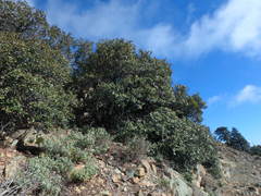 Quercus alnifolia