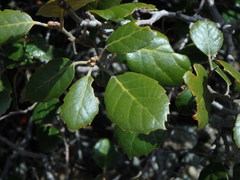 Quercus alnifolia