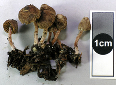 Inocybe dissimilis