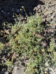 Perityle crassifolia robusta