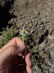 Perityle crassifolia robusta