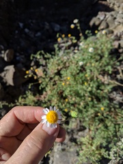 Perityle crassifolia robusta