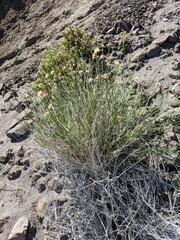 Bebbia juncea juncea