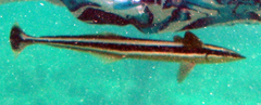 Whitefin Sharksucker photo 5