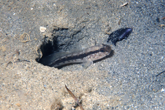 Glover's Tasmangoby photo 2