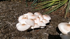 Leucoagaricus americanus image