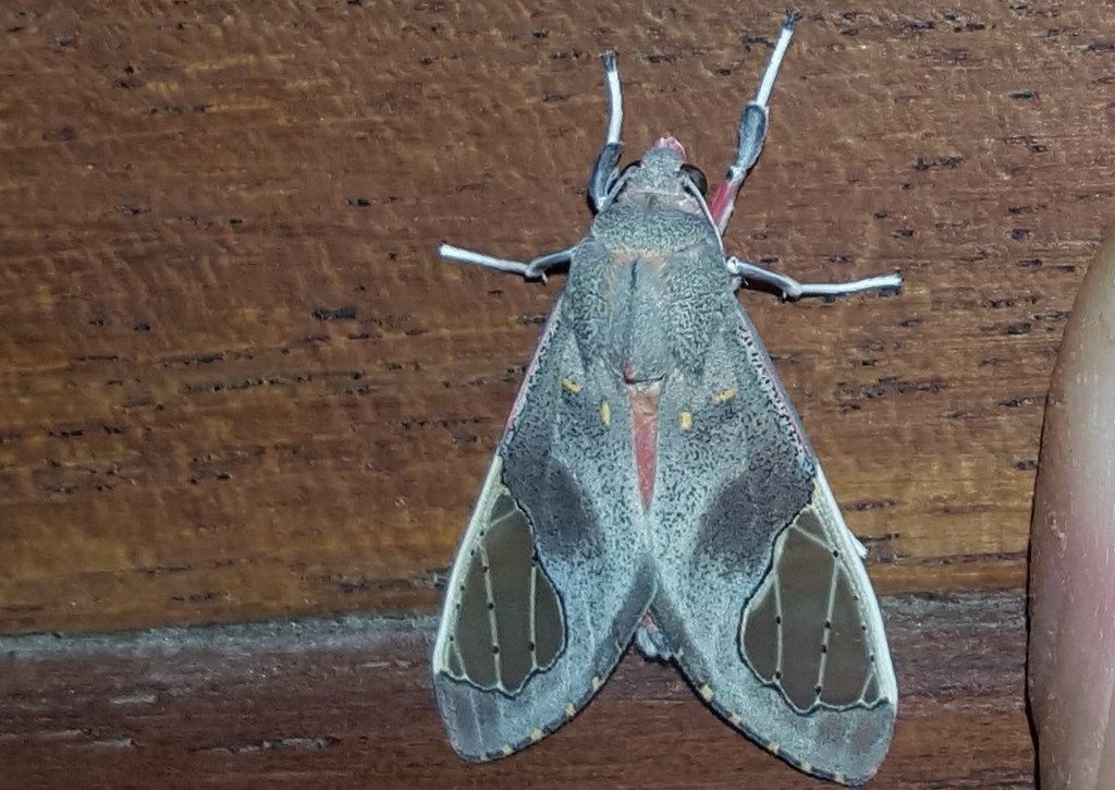 Bertholdia detracta