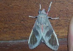 Bertholdia detracta