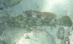 Epinephelus labriformis